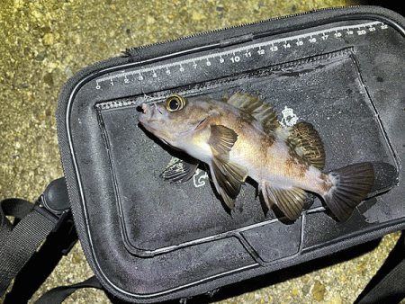 二見メバリング(2020-12)