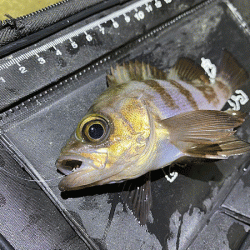 姫路で２０２０年釣り納めのメバリング(2020-13)