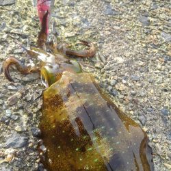 令和2年最後のエギング‼️