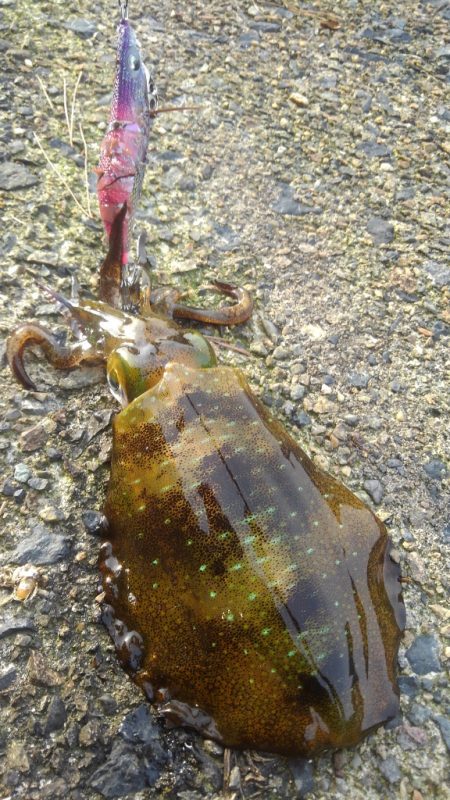 令和2年最後のエギング‼️