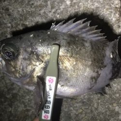 え~アジとメバル