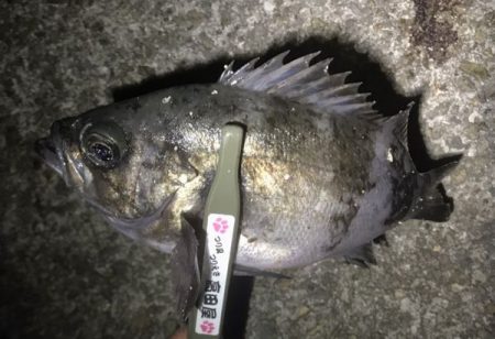 え~アジとメバル