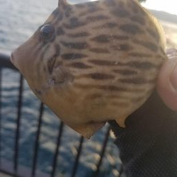 またコブ無し！