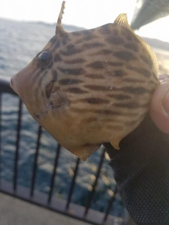 またコブ無し！