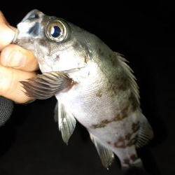 今日はメバリング