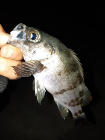 今日はメバリング