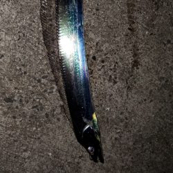 太刀魚はいずこ？