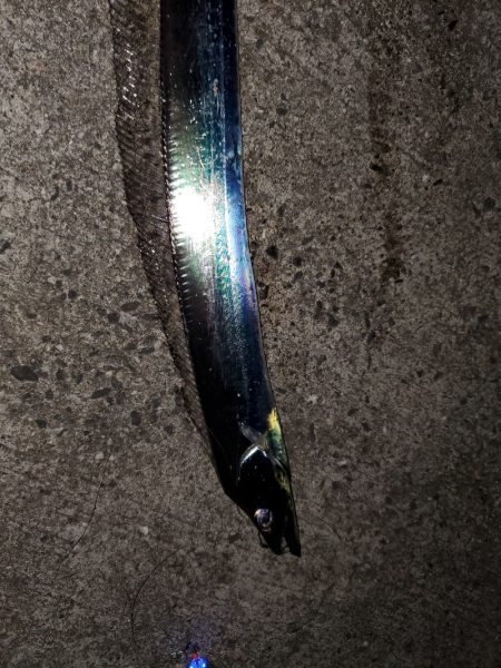 太刀魚はいずこ？