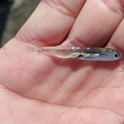 のんびりショアジギ&ガシリング