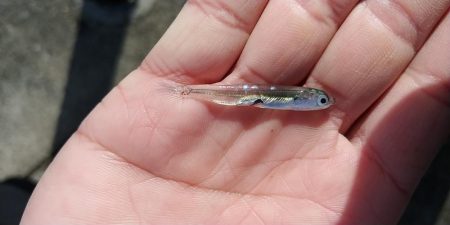 のんびりショアジギ&ガシリング