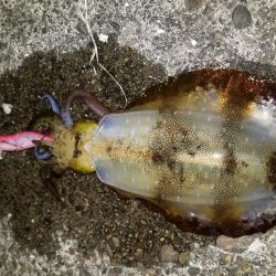 ナイトエギング