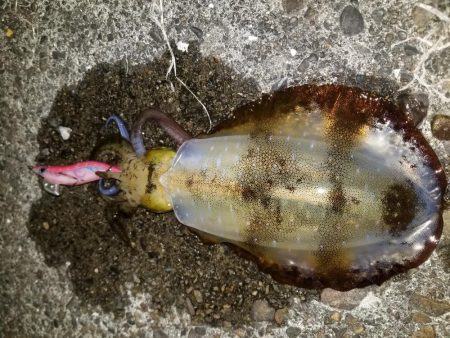 ナイトエギング