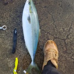 本年釣り収めのブリ、メジロ多数