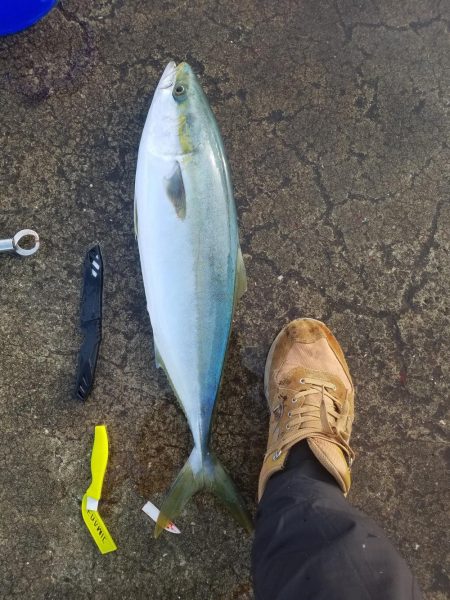 本年釣り収めのブリ、メジロ多数