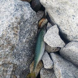 イワシパターンがハマりました