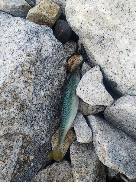 イワシパターンがハマりました