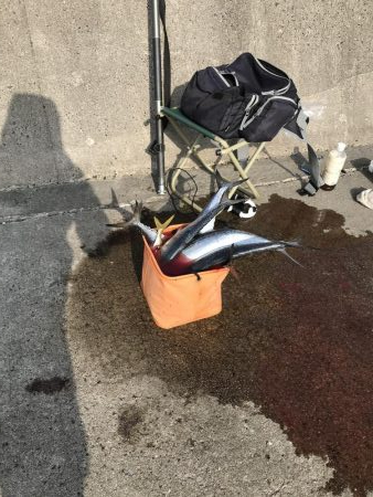 爆釣きたー‼︎