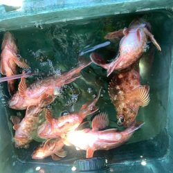 名田屋さんで飲ませ＆ガシラ釣り