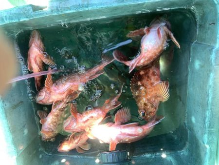 名田屋さんで飲ませ＆ガシラ釣り