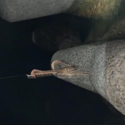 安定のライトゲーム