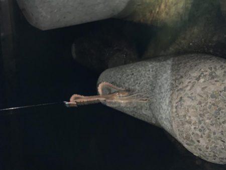 安定のライトゲーム