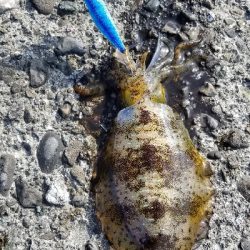 イカ　今季最大