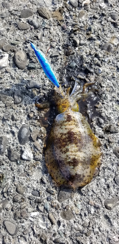 イカ　今季最大