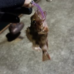 ライトゲーム　リール買い換え前の出撃