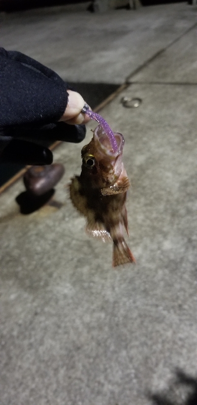 ライトゲーム　リール買い換え前の出撃