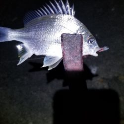 新リールで出撃