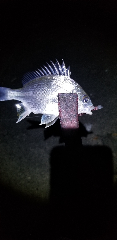 新リールで出撃