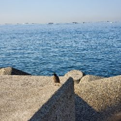 リフト&フォール