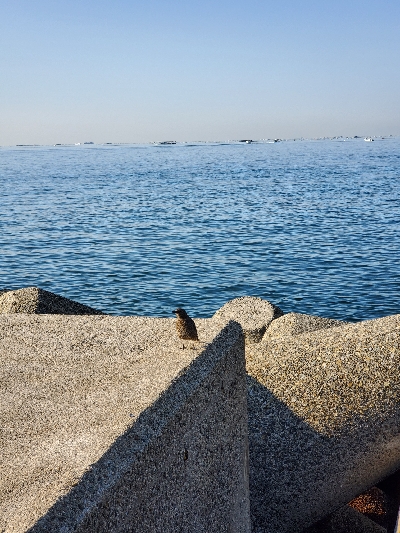 リフト&フォール