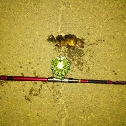 今年のシメはカサゴ君で