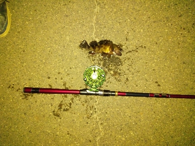 今年のシメはカサゴ君で