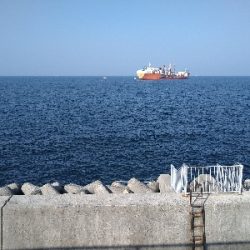 今年メジロ3本目!