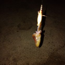 激シブヒイカゲーム