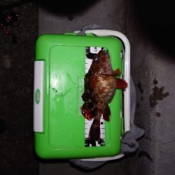 ガッシーくんは裏切らない