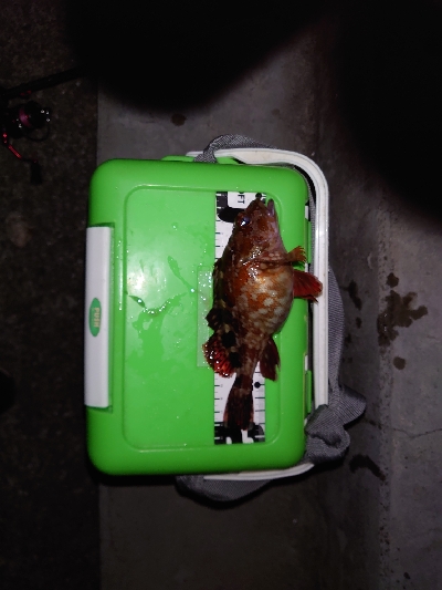 ガッシーくんは裏切らない