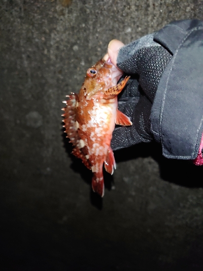 ガッシーくん２