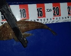 今季初尺アジと尺サバ