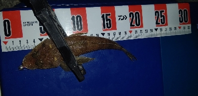 今季初尺アジと尺サバ