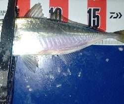 時速18なアジング