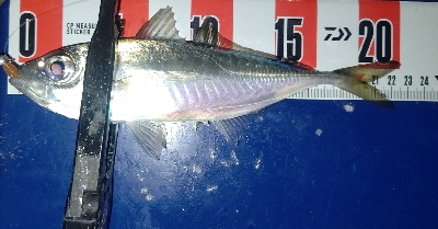 時速18なアジング