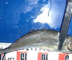 またまたアジングへ