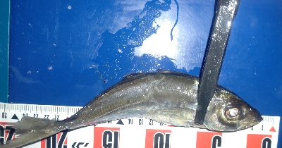 またまたアジングへ