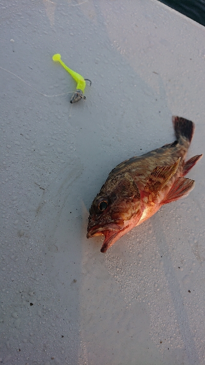 南港ガシリング