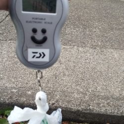 釣り納めエギング