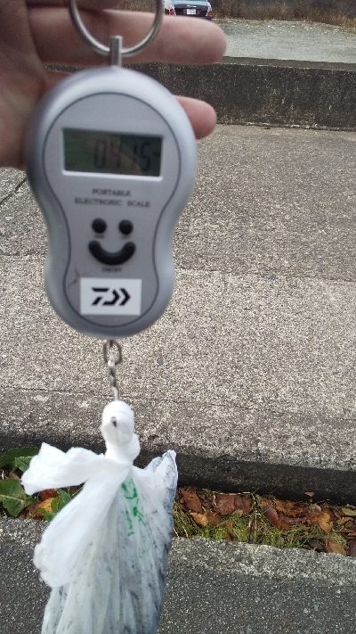 釣り納めエギング