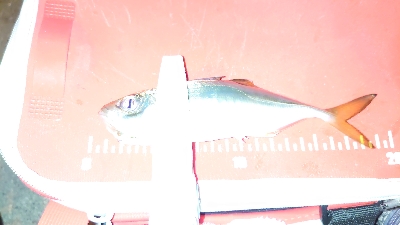 アジングのはずが…